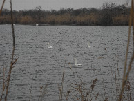 #6: There are many birds living on the canals. For example, swans.