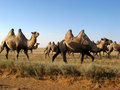 #9: Camels