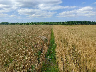#9: Path between fields