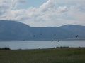 #6: Oрлы на озере Чагытай/Eagles on Chatygay lake 