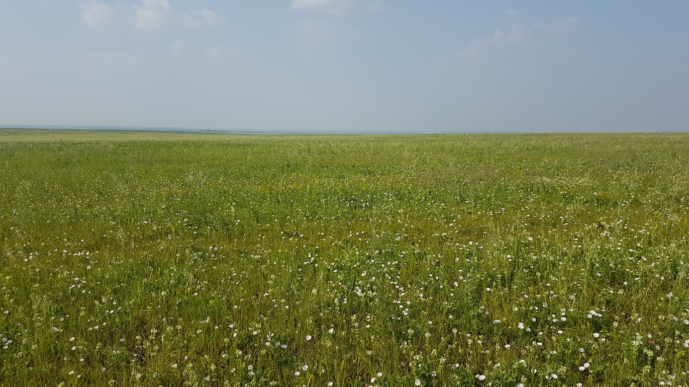 grassland northward - depression of Charysh river