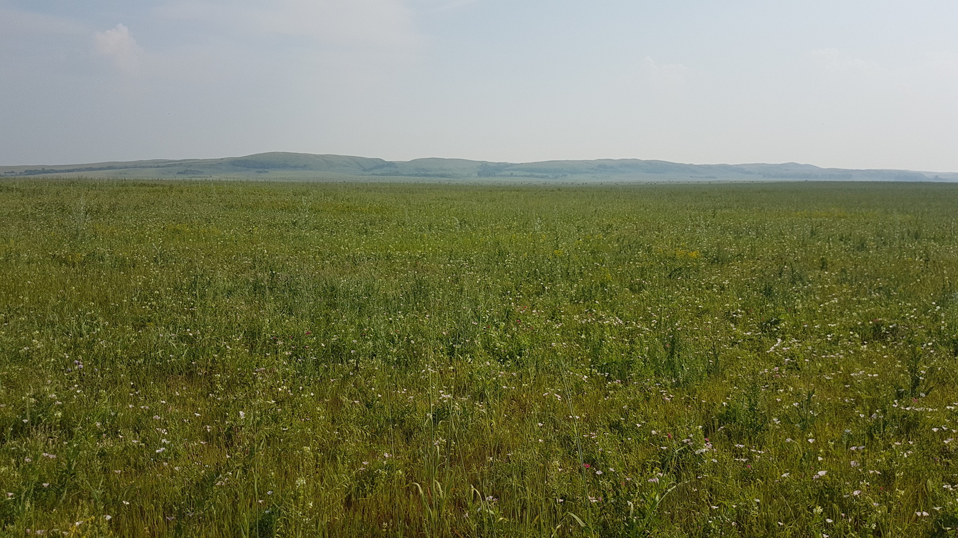 grassland soutward - Altai mountains
