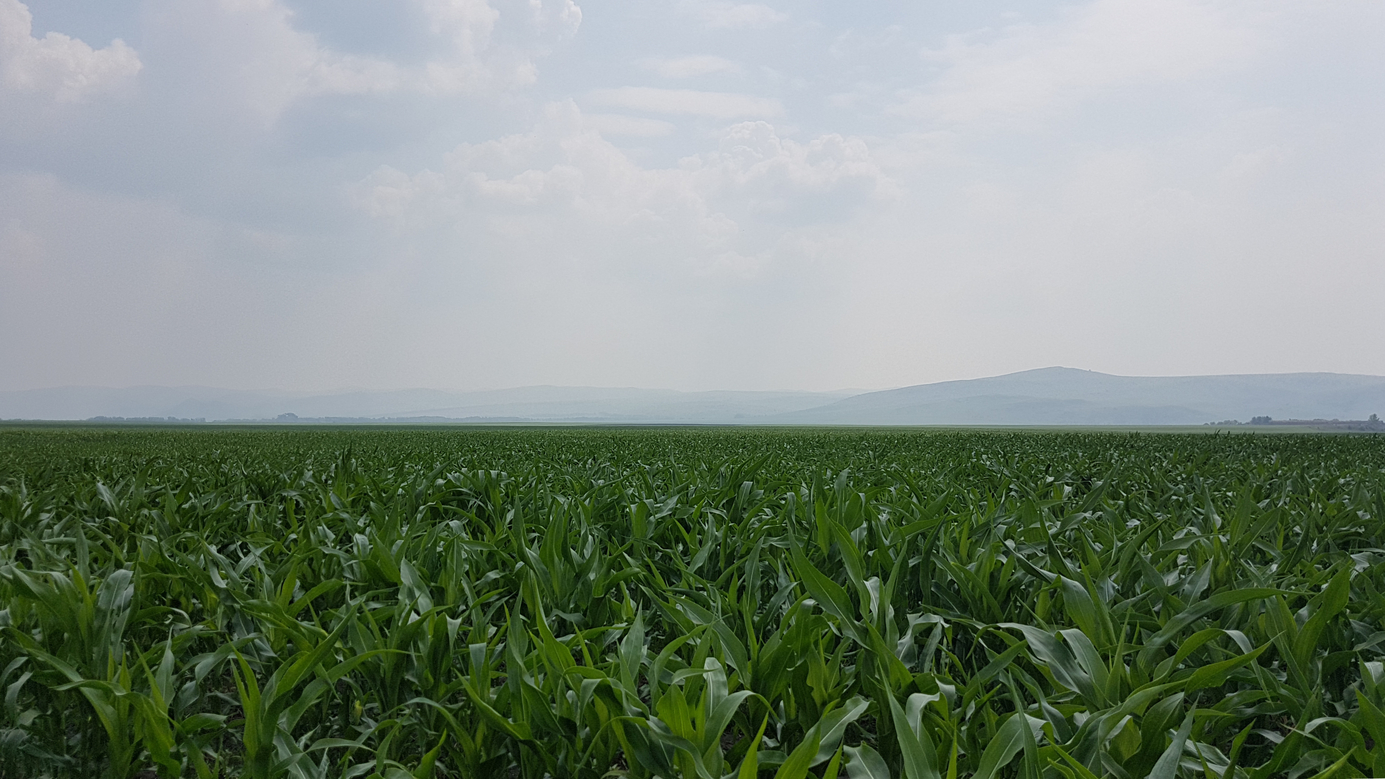 South - foothills of Altai Montains behind maize 