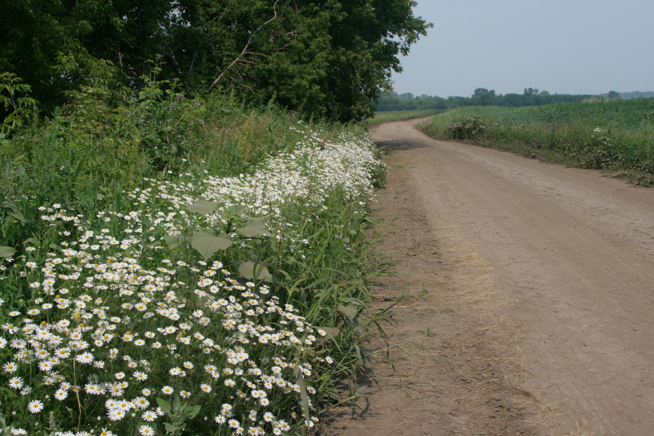 farm track with Leucanthemum along scrub of Anuy river