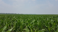 #3: North - maize & scrubs along meandering water course of Anuy river