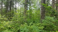 #2: dense forest looking North