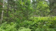 #3: dense forest looking East