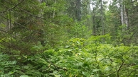#4: dense forest looking South