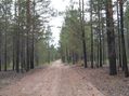 #10: Лесная дорога / Forest dirt road