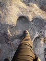 #7: След динозавра. :-) Dinosaur's footprint