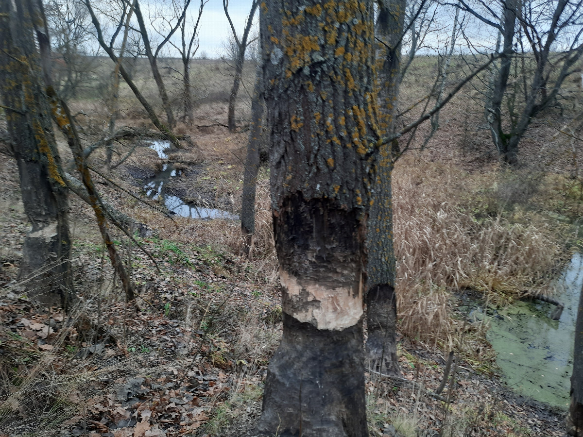 Работа бобров / The work of beavers