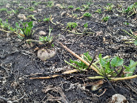 #11: Не всё убрано и продолжает расти / Not everything has been harvested and continues to grow