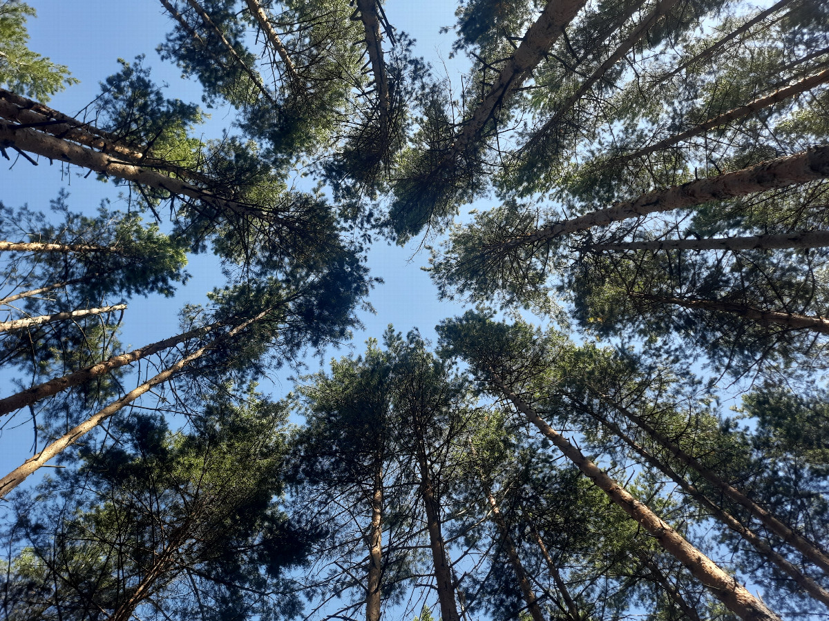 На точке глядя ввысь / Looking up at the point
