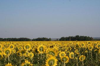#1: General area (sunflowers nearby)