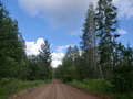 #7: Forest Road