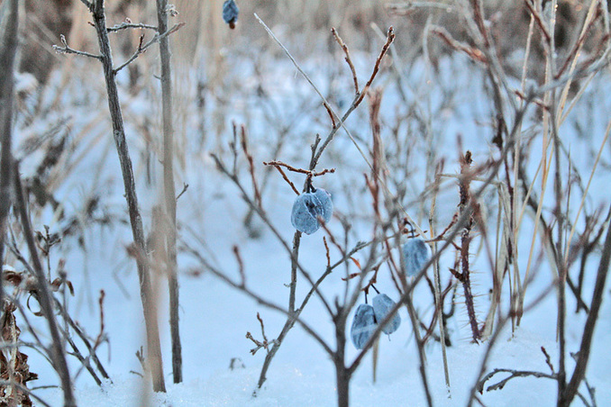Frozen blueberry