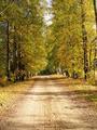 #2: Road to golden autumn