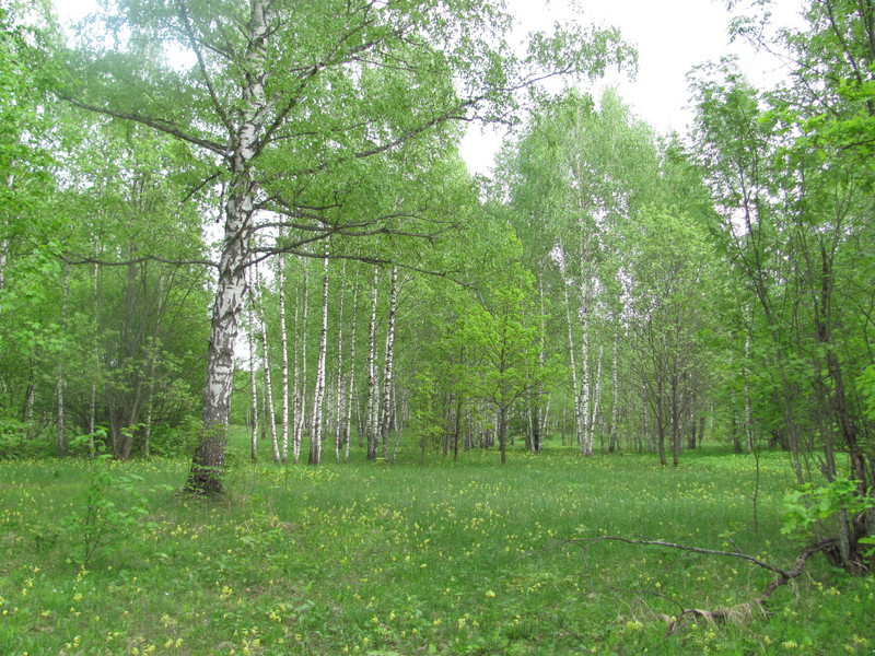 Forest in May