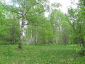 #6: Forest in May