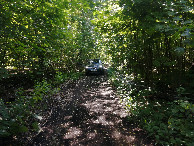 #7: Forest Path
