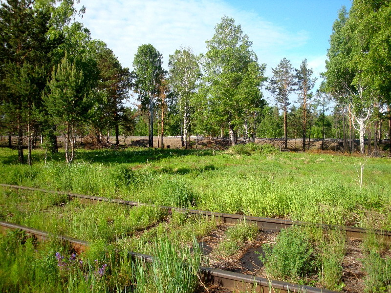 За деревьями Трансиб/Trans-Siberian Railway – behind the trees.