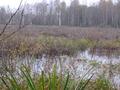 #8: The wetland which blocked our way