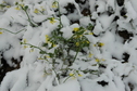 #8: Flowers under snow