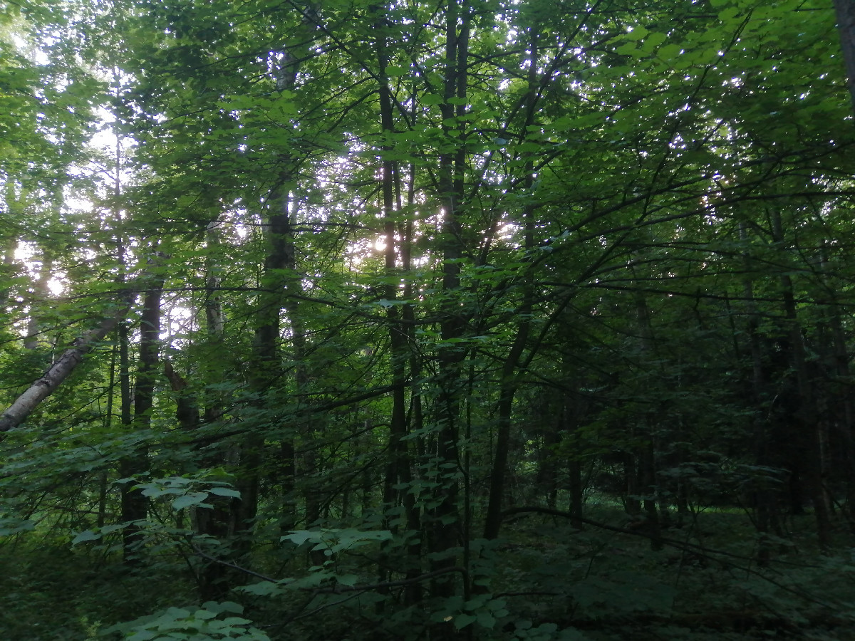 View to the west
