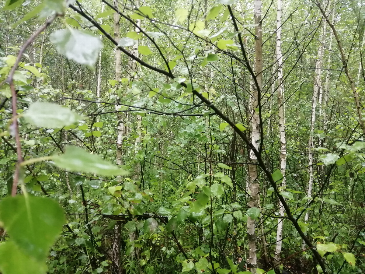 View to the north