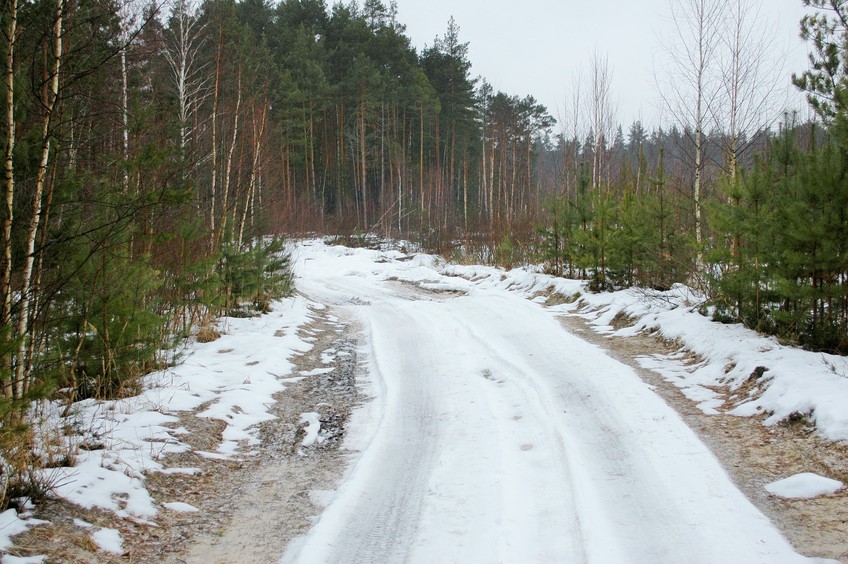 Forest road / Лесная дорога
