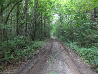 #6: Forest road