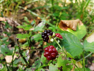 #10: Forest Blackberry
