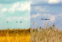 #8: Birds (cranes and eagle)/Журавли и орел