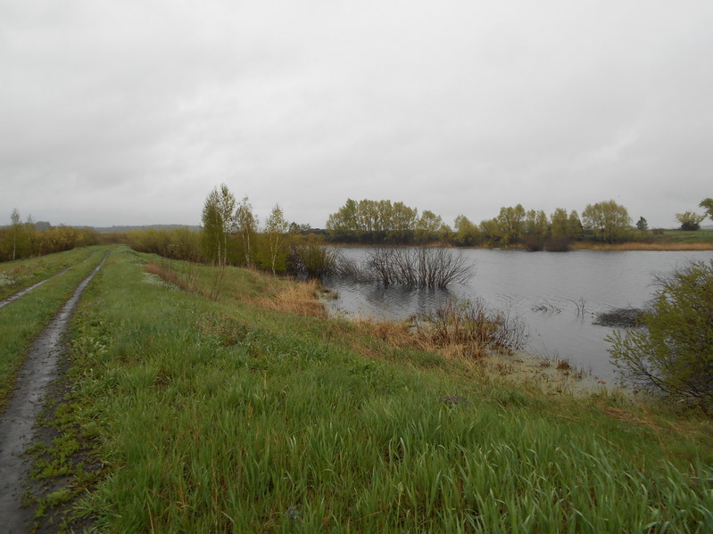 Дамба и пруд на реке Куртамыш/The dam and the pond at Kurtamysh river