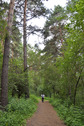 #8: Path in Inyushinskiy wood