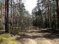 #9: Forest road