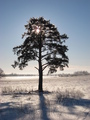 #10: Lonesome pine