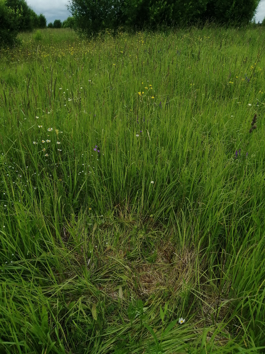 Animal tracks