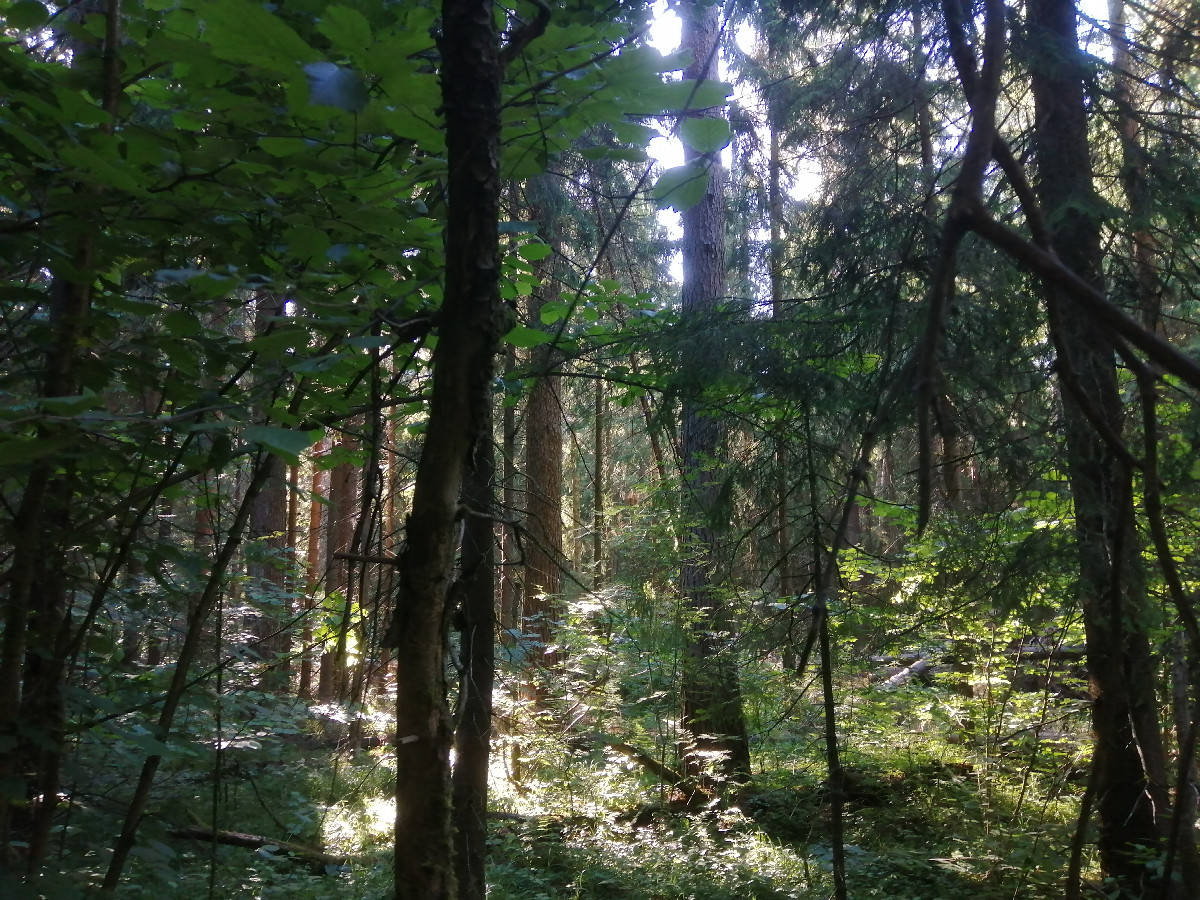 View to the west