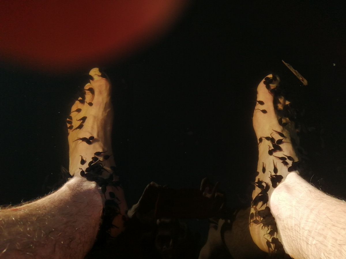 Tadpoles