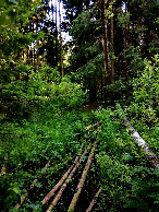 #7: Bridge over Lyuboseyevka River