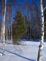 #10: Russian winter forest