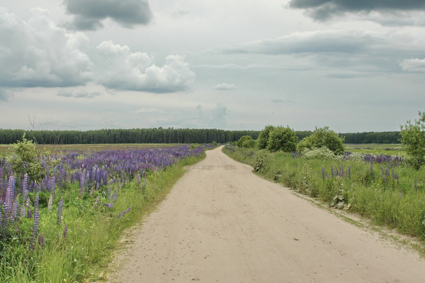 The road from Ovchinino to Barskovo