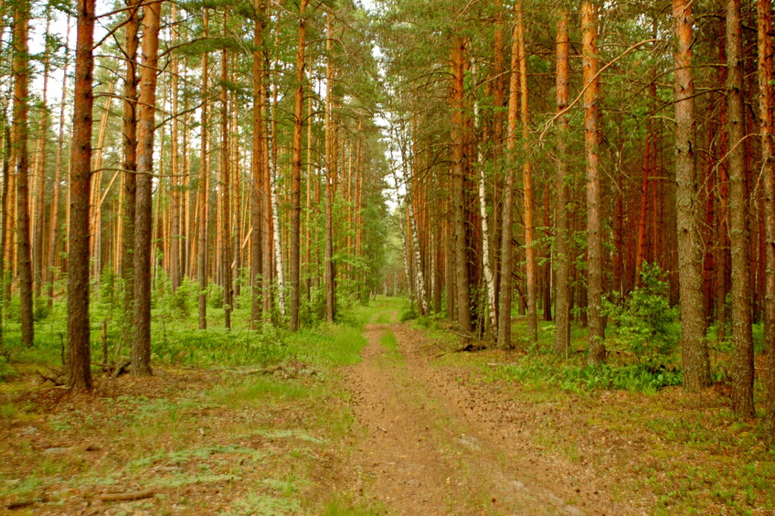 Forest dirt road / Лесная дорожка