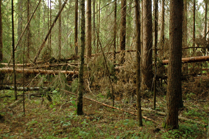 Fallen trees visible from CP / Поваленные стволы у точки слияния