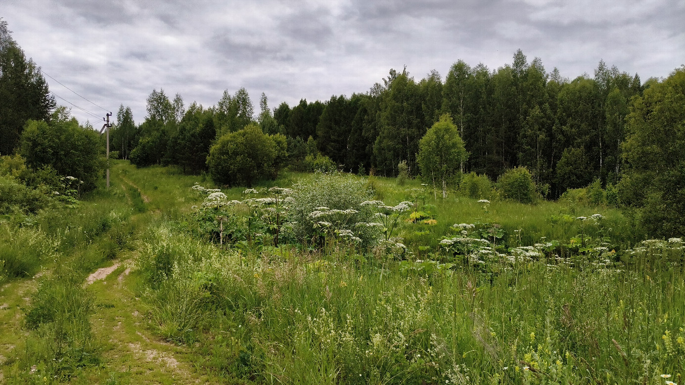 Hogweed in the ravine