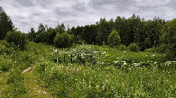 #12: Hogweed in the ravine