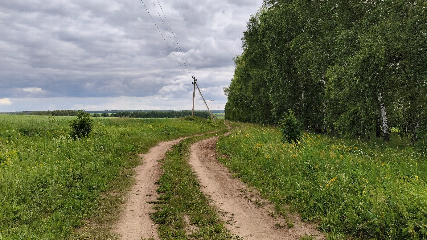 Along the forest belt