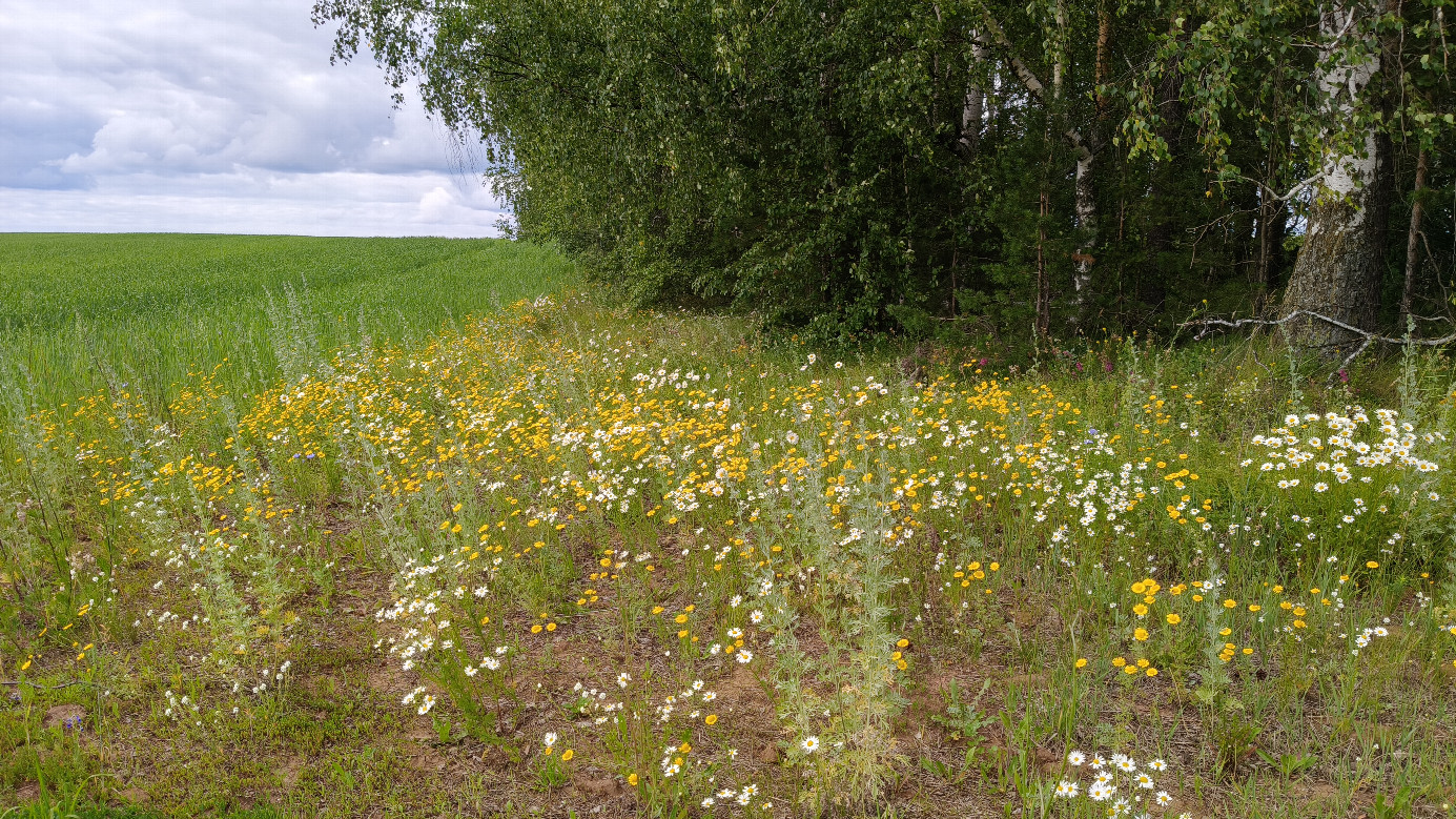 Flowers