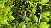 #11: Strawberry